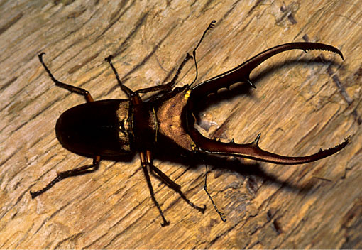 stag beetle